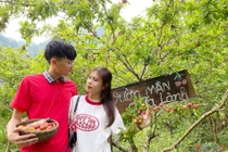  Khám phá “vườn mận chữa lành” nơi cổng trời Mường Lống