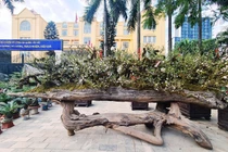 Mai bọc rêu trên thuyền độc mộc... chào giá hơn 200 triệu đồng