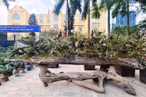 Mai bọc rêu trên thuyền độc mộc... chào giá hơn 200 triệu đồng