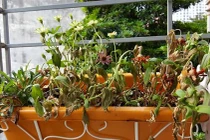 Cổ nhân dạy: Trong nhà đặt 3 món, đuổi tài, đuổi tiền, đuổi lộc