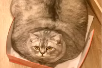 Chủ của chú mèo "mập nhất thế giới" bị tố để thú cưng quá béo