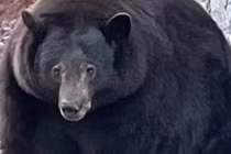 Chú gấu ‘Hank xe tăng’ nặng hơn 200kg “càn quét” nhiều ngôi nhà ở California