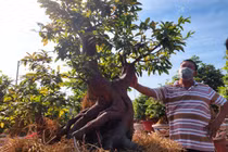 Mai vàng Thủ Đức "hút hàng" tại thị trường nước ngoài dịp cận Tết