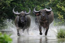 Cuối tháng 7/2022, 3 con giáp được Trời ban thưởng, bội thu tiền bạc