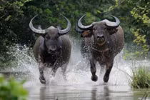 Cuối tháng 7/2022, 3 con giáp được Trời ban thưởng, bội thu tiền bạc