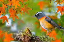 Từ nay đến Tết Nguyên đán, 4 con giáp phúc khí vượng