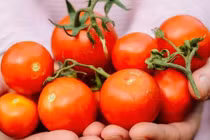 3 điều cấm kỵ khi ăn cà chua gây nhiều bệnh tật