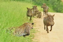 Cận cảnh màn săn lợn rừng của báo hoa mai