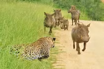 Cận cảnh màn săn lợn rừng của báo hoa mai