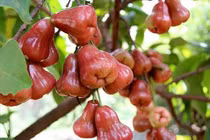 Quả roi nhiều lợi ích, phòng ung thư nhưng cần lưu ý điều sau 