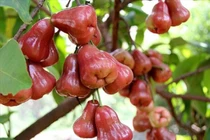 Quả roi nhiều lợi ích, phòng ung thư nhưng cần lưu ý điều sau 