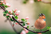 3 con giáp có mối quan hệ đặc biệt với tiền bạc trong năm Nhâm Dần