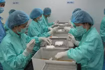 Tháng 11, Việt Nam sẽ thử nghiệm vaccine COVID-19 trên người