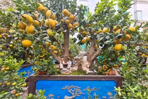 Bưởi cảnh Tết siêu "khủng" xuống phố hét giá 50 triệu đồng/cây