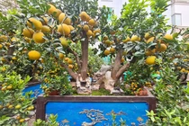 Bưởi cảnh Tết siêu "khủng" xuống phố hét giá 50 triệu đồng/cây