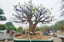 Mai chiếu thủy "thế độc" siêu đắt bán Tết... khóa chặt vì sợ trộm