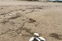 Bí ẩn hàng nghìn con chim cánh cụt chết dạt vào bờ biển Uruguay 