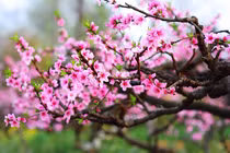 Buôn 300 cành đào Tết, vợ chồng trẻ lỗ nặng sợ mất mật