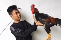 Nuôi gà chín cựa trong truyền thuyết, anh nông dân ăn Tết to 300 triệu 