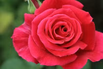 Cuối tháng 4 Âm lịch, 3 con giáp tiền tài đến tay