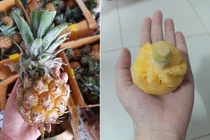 Thực hư dứa Thái mini siêu ngọt giảm giá 'sập sàn' 10.000 đồng/kg