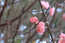 Lạc lõng ở nhà chồng, tôi chỉ muốn chạy về ăn Tết với mẹ 