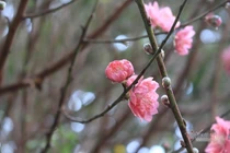 Lạc lõng ở nhà chồng, tôi chỉ muốn chạy về ăn Tết với mẹ 