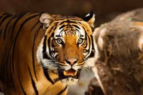 4 con giáp quý nhân phò trợ, vạn sự hồng phát từ sau ngày 1/4