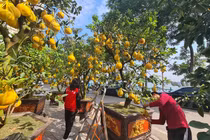 Bưởi Diễn cổ thụ “xuống giá” chờ đại gia rước về chơi Tết