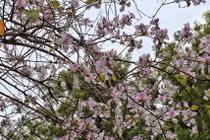  Hà Nội: Hoa ban nở rộ đường Bắc Sơn, giới trẻ nô nức chụp ảnh