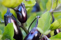 Loại thực phẩm giúp giảm cân một cách thần kỳ