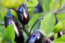 Loại thực phẩm giúp giảm cân một cách thần kỳ