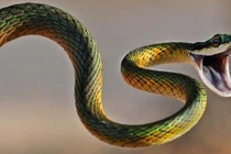 Cuối tháng 7 âm: 4 tuổi Thần Tài báo mộng, tiền nhiều như nước 