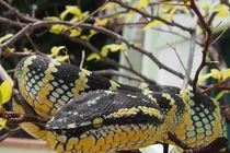 7 loài rắn độc nhất hành tinh, số 2 có nhiều ở Việt Nam