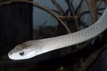 Top 7 loài rắn độc nhất hành tinh, số 2 có nhiều ở Việt Nam