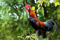 100 ngày tới Thần Tài lót đường, 3 con giáp may mắn ập đến 