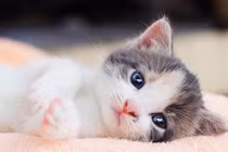 3 tuổi nhận lộc Trời ban, năm 2024 đổi đời, năm 2025 thành tỷ phú