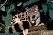 Loài thú một răng độc nhất Việt Nam: “Quý hơn vàng” trong Sách Đỏ! 