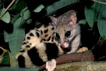 Loài thú một răng độc nhất Việt Nam: “Quý hơn vàng” trong Sách Đỏ! 