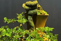 Loại cây lạ tỏa mùi thơm lên chậu thành bonsai, tượng trưng cho sự thăng tiến và may mắn, có cây giá hàng trăm triệu