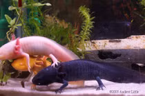 Khám phá gây sốc về kỳ giông Mexico 