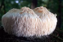 Khám phá thú vị nấm bờm sư tử đẹp mê hồn