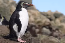 Khám phá gây choáng loài chim cánh cụt nhỏ nhất thế giới 