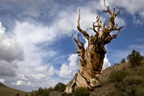 Những sinh vật sống lâu đời nhất Trái Đất và nơi tìm ra chúng 