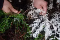 Khám phá bất ngờ về cây gỗ hồng bạch tạng cực hiếm