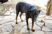 Thông tin bất ngờ về 'báo đen' xuất hiện ở Đồng Nai