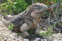 Tận mục thú cưng 40 triệu chỉ 3 người có ở Việt Nam