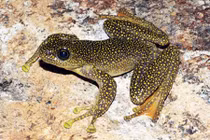 Tường tận loài ếch quý hiếm mới được phát hiện ở Việt Nam