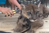 Cuộc đời buồn của động vật hoang dã bị bắt làm xiếc 