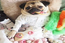 Chết mê chú chó đáng yêu đang “gây bão” mạng xã hội